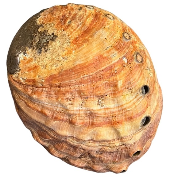 Abalone Shell Large Red Dish shaped Lustre Iridescent Shiny - Picture 4 of 8